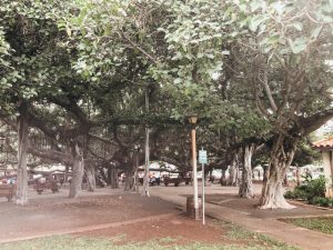 what-maui-is-known-for-lahaina-banyan-tree