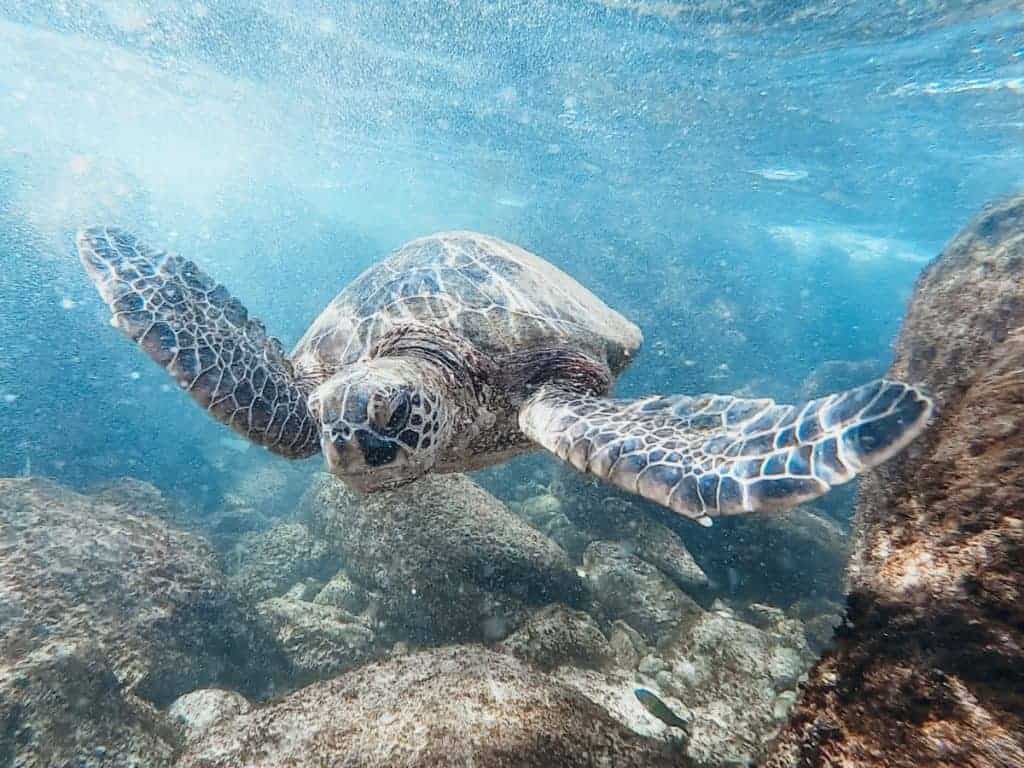 Maui Snorkeling Green Sea Turtles