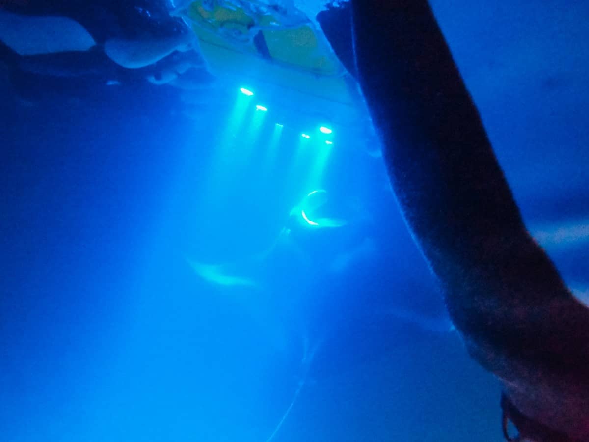 snorkeling with manta rays