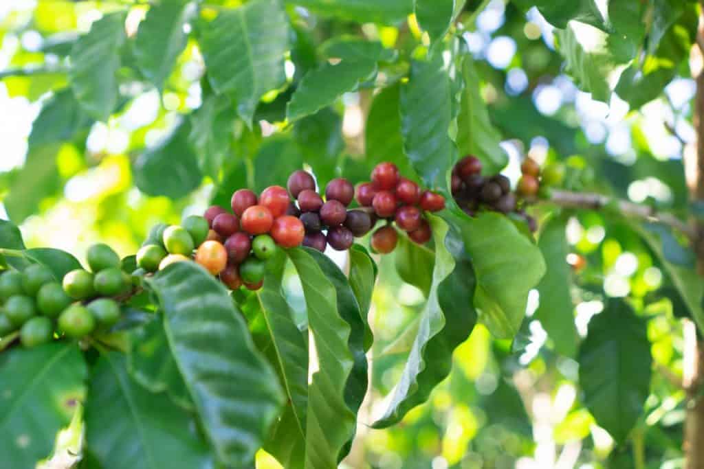 Kona Coffee Country over Hilo