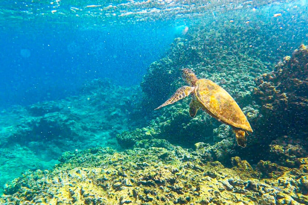 sea turtle at Three Tables snorkeling spot on Oahu