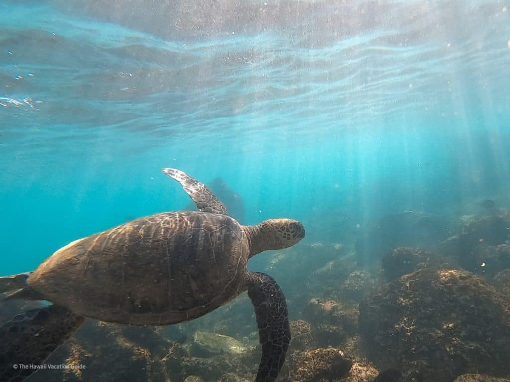 Costco Travel Review Hawaii Sea Turtle Snorkeling