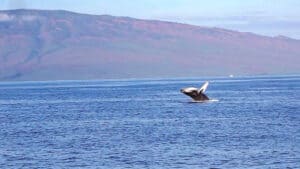 Best time to visit Maui whale watching