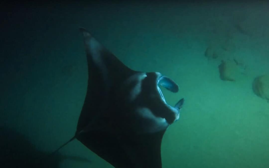 Manta Ray Snorkel and Dive in Hawaii: Read Before You Book