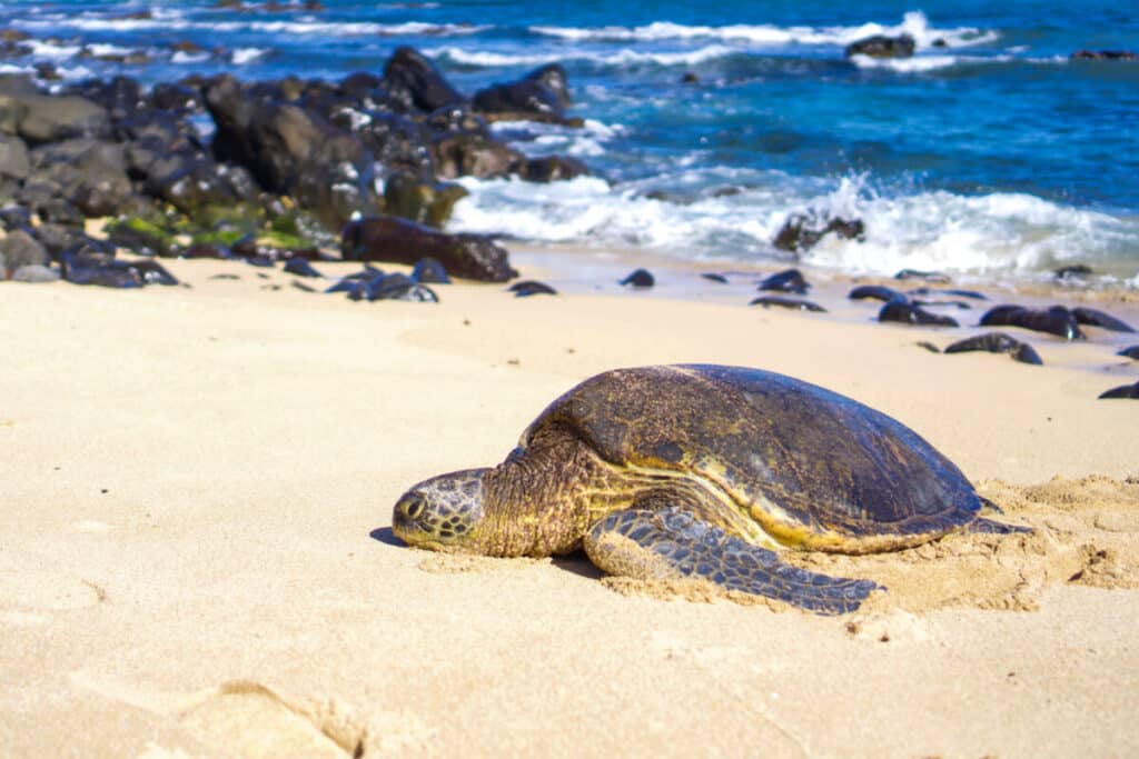 where to see sea turtles on Maui