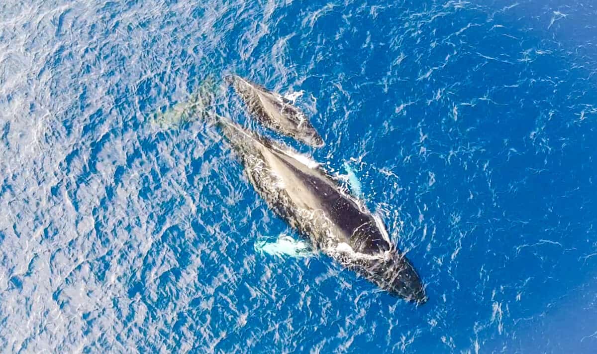 Hawaii trip planning whale watching maui