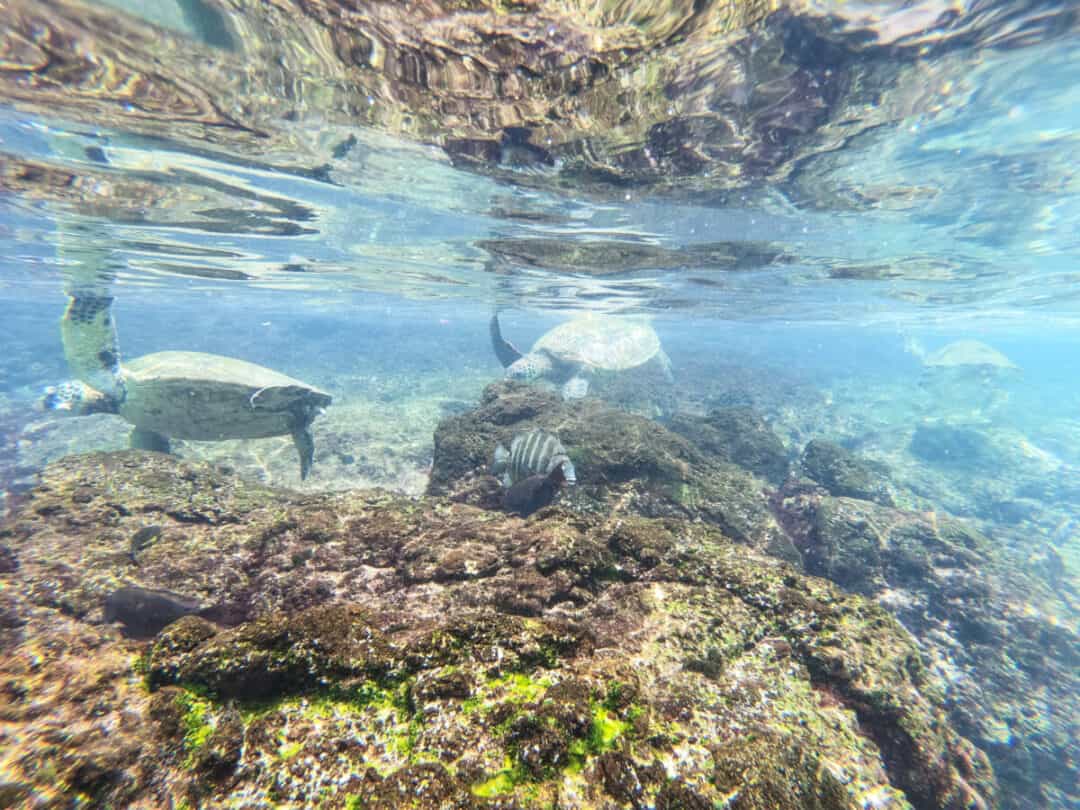 Black Rock Beach On Maui Your Full Guide 