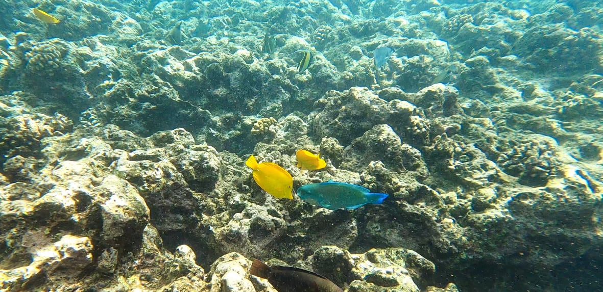 Maui for Couples Lanai Snorkeling