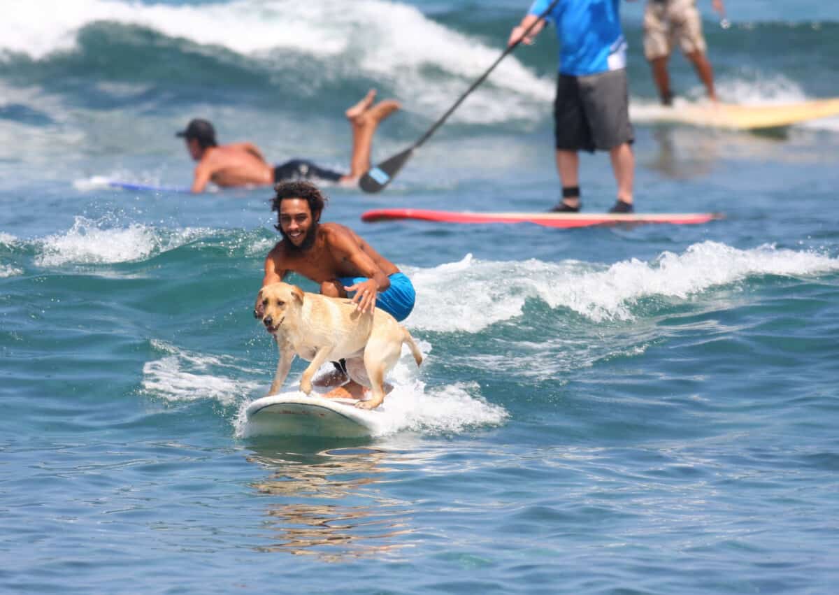 Hawaii private surf lessons Kailua Kona