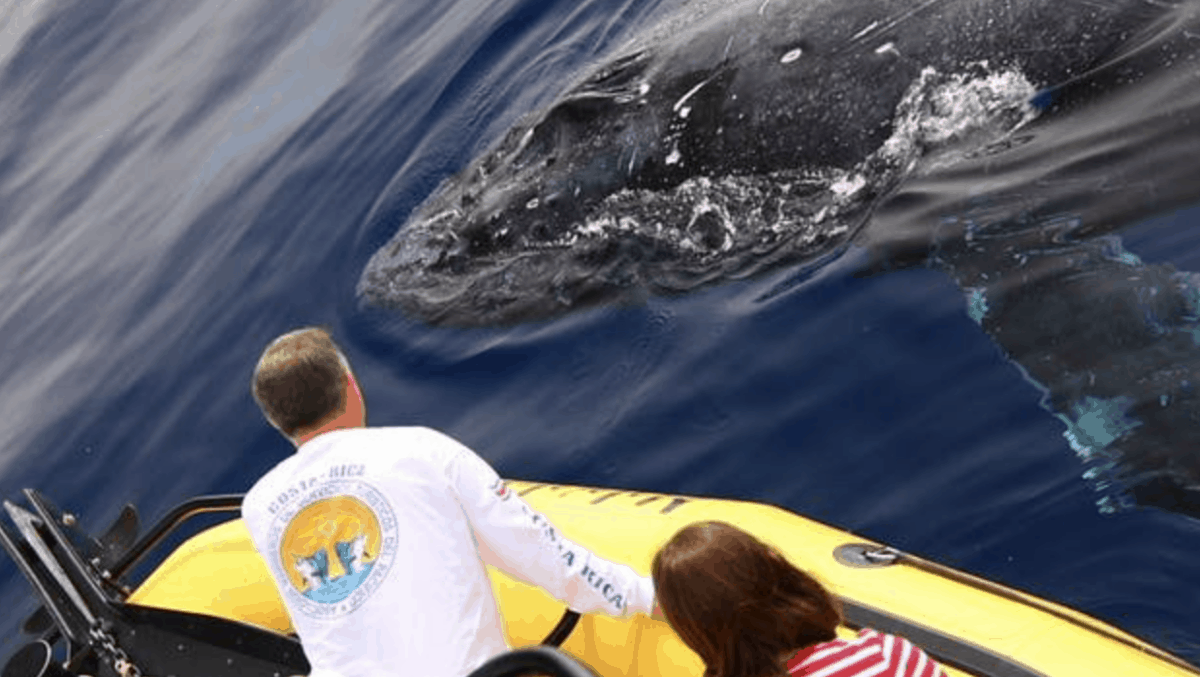 whale watching humpback whales rafting kohala resorts
