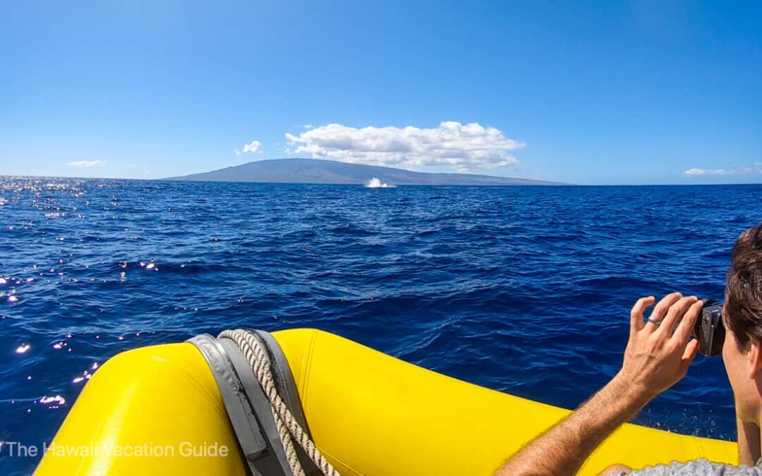 Ultimate Whale Watching Tour on Maui