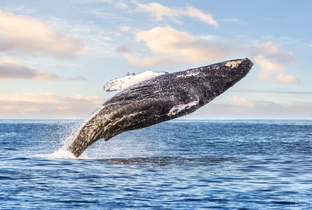 Oahu Whale Watching Tour from the Best Place to See Whales