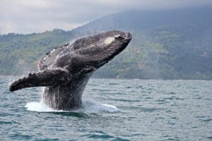 humpback_whale watching waikiki