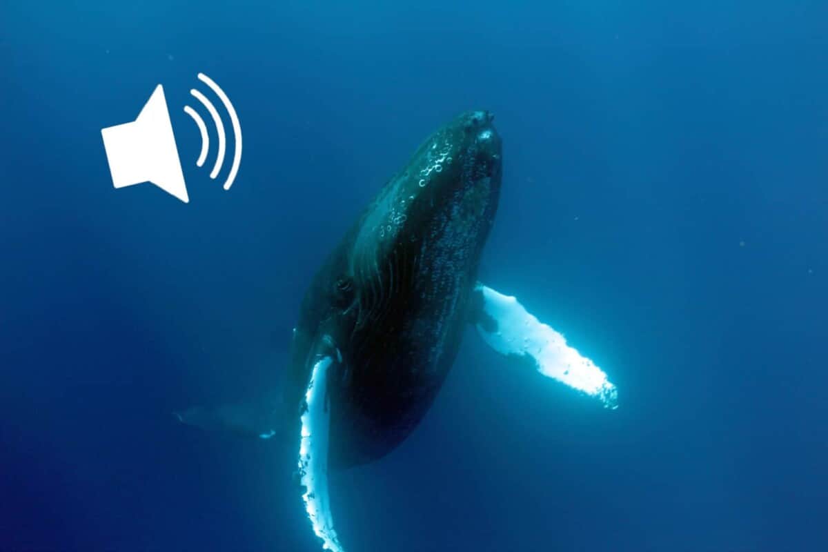 whale-sound-waikiki-whale-tour