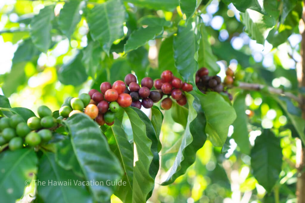 farm tour kona