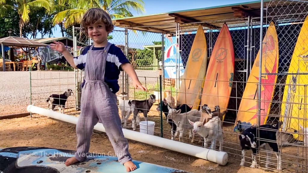 things to do upcountry maui surfing goat dairy