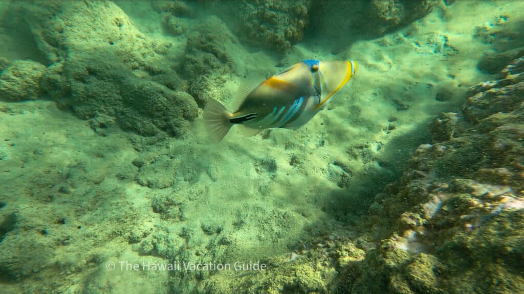 Hanauma bay fish when snorkeling