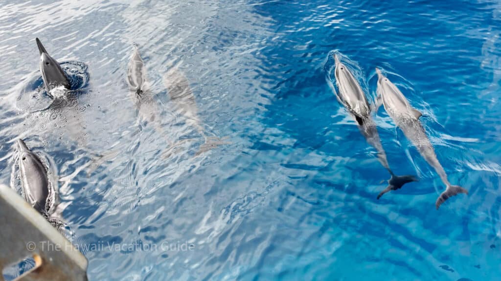 kona snorkeling and spinner dolphins with body glove