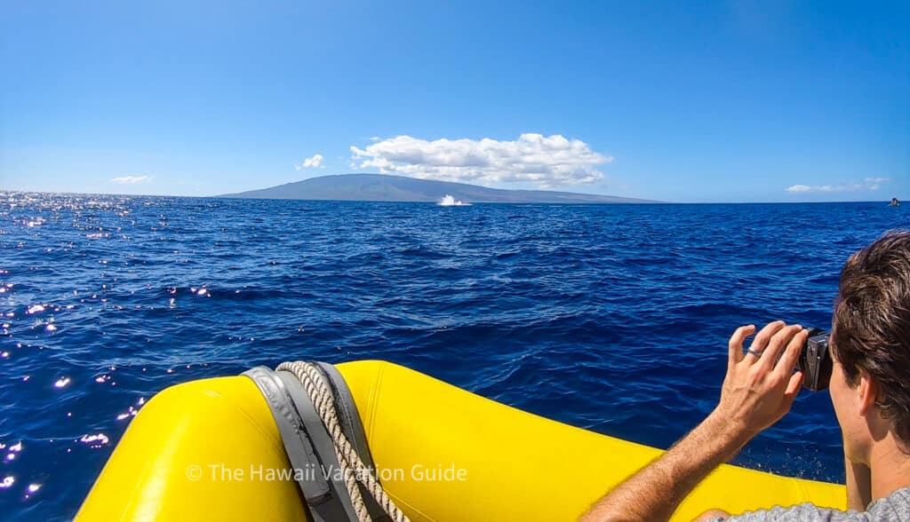 maui trip planning best activities whale watching.jpg