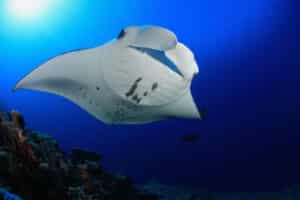 manta ray night snorkel kona