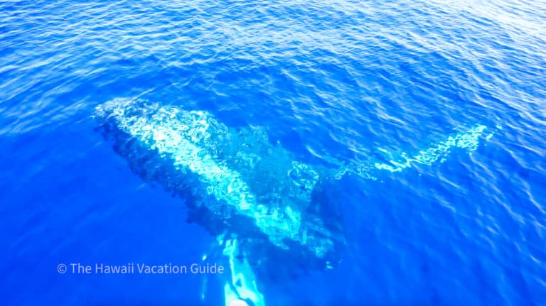 Sail Maui Whale Watching – 10% Off