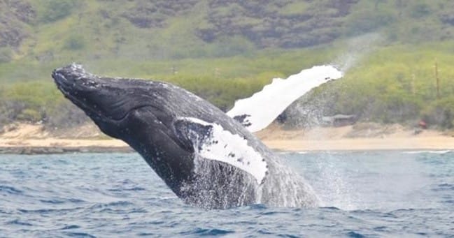 Whale Watching from West Oahu (small group raft)