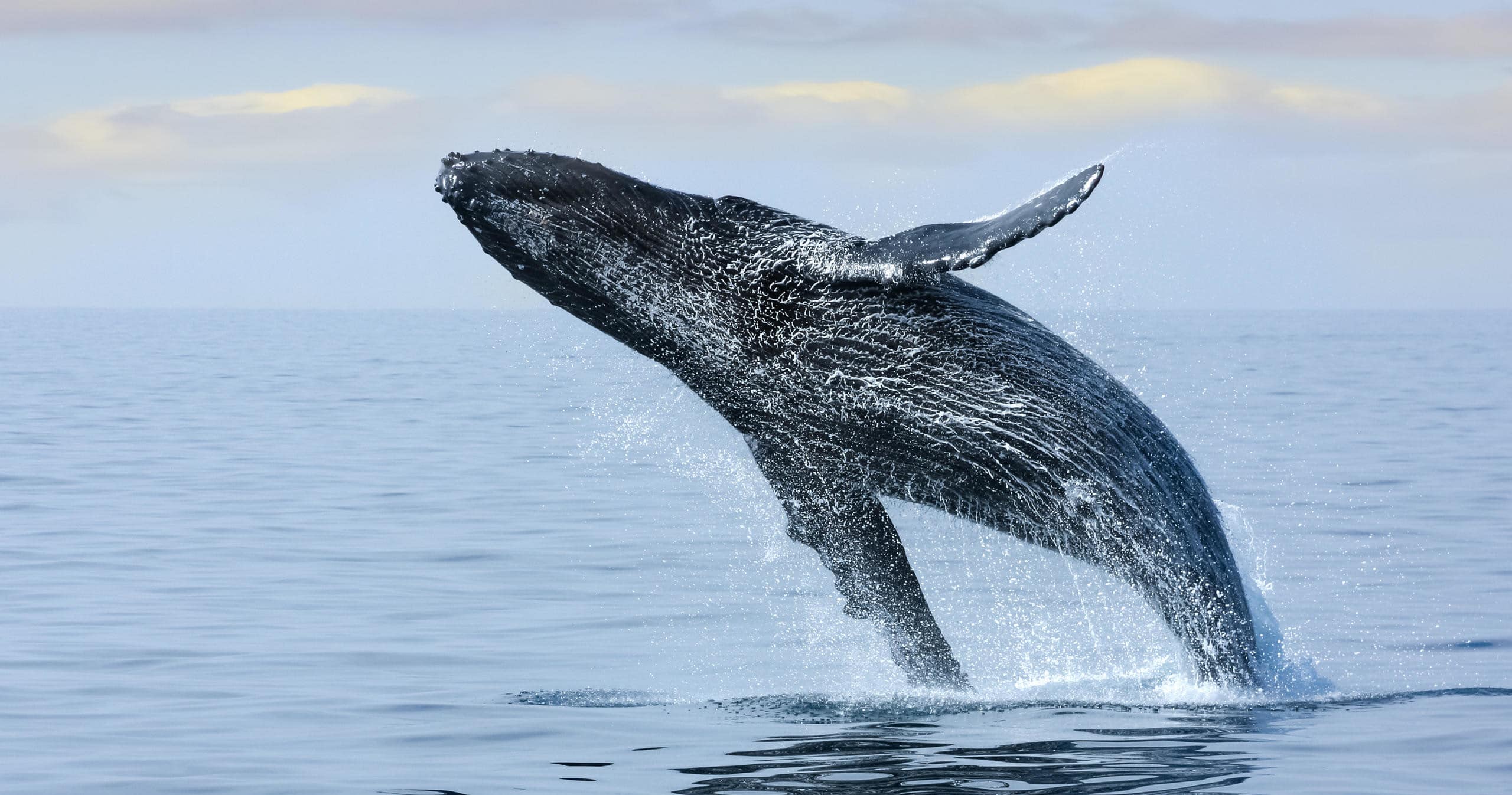 kauai zodiac tourz whale watching review