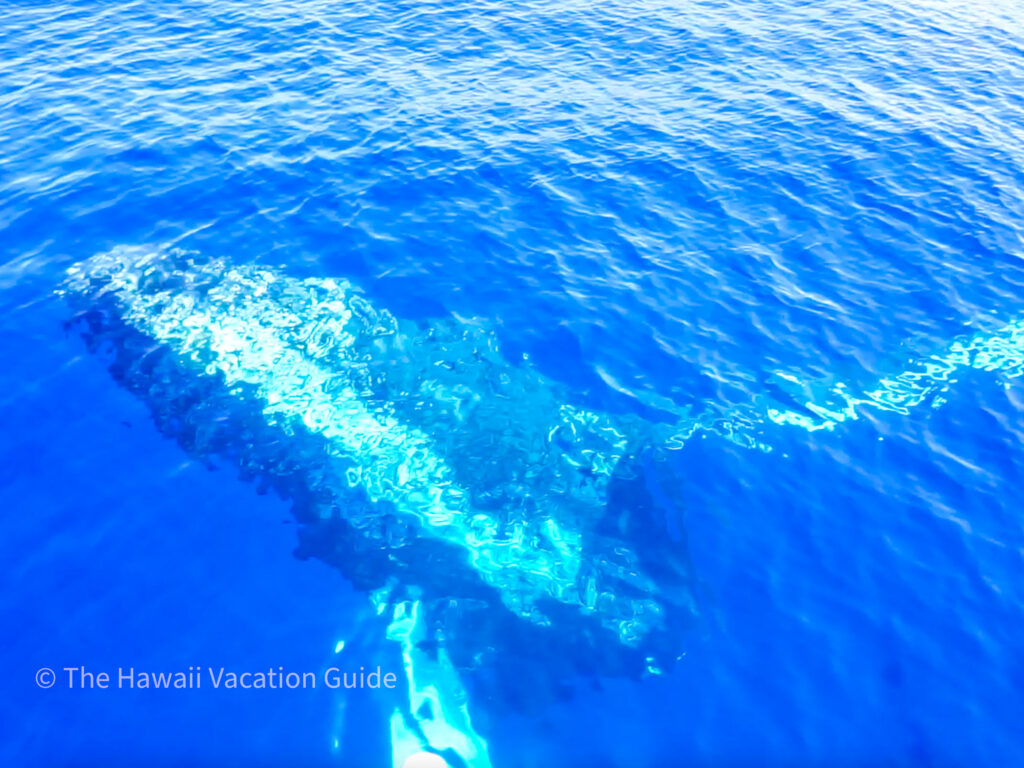 the best time for whale watching in hawaii