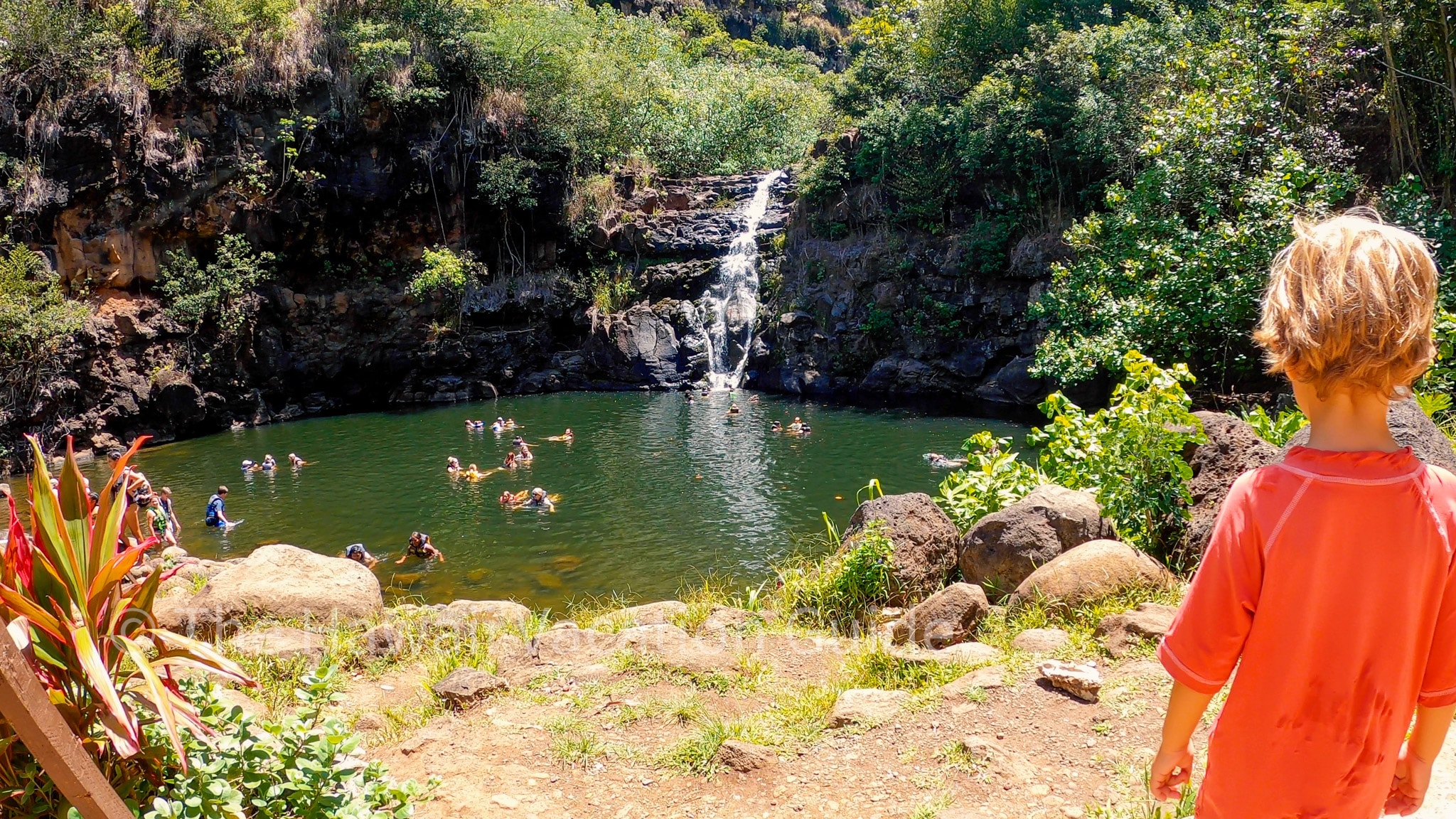 waimea valley waterfall swim