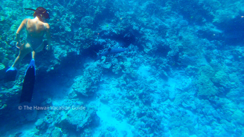 Things to do Kona snorkeling at Kealakekua Bay