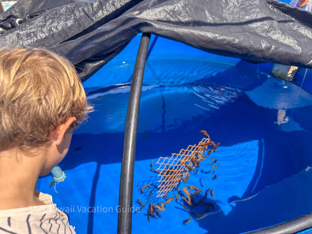 things to do in kona seahorse farm