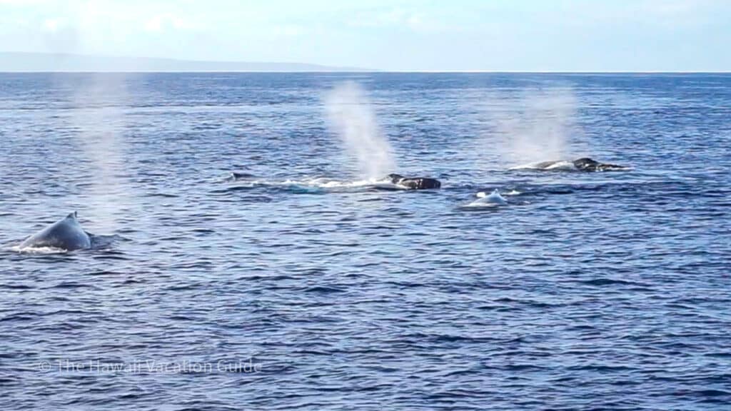 best Hawaiian island for whale watching - 3 whales in a row
