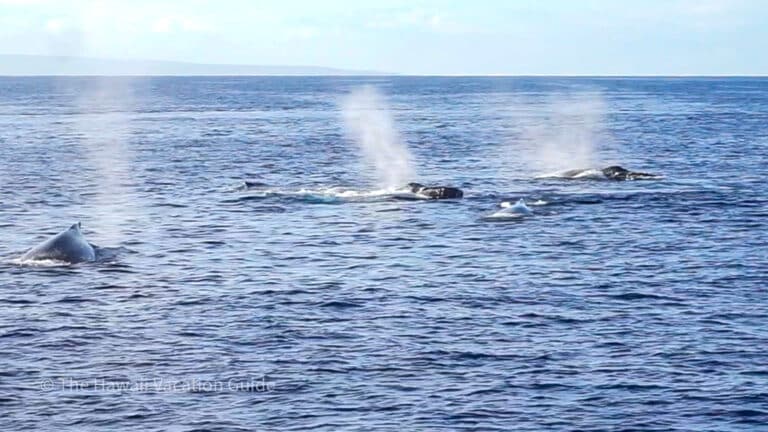 Hawaii Whale Watching Guide: The Best Hawaiian Island For Whale Watching 