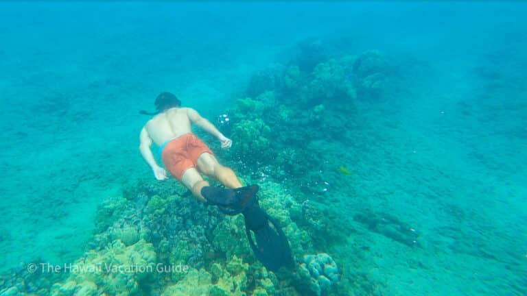 The 7 Best Snorkeling Tours on Kauai