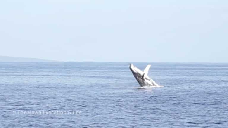 The 3 Best Kauai Whale Watching Tours (+ how to see them from shore)