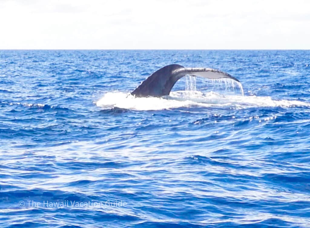 Kauai whale watching tours - whale tail