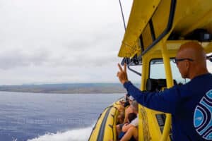 big island whale watching