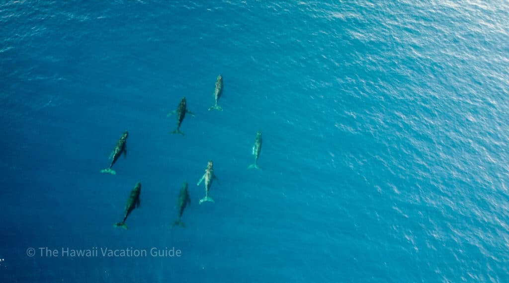 Captain Cook Snorkeling tours sometimes encounter pods of spinner dolphins