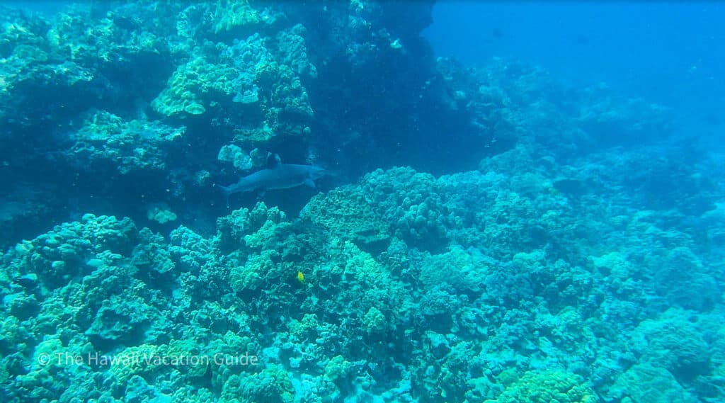 Captain cook snorkeling tours little shark