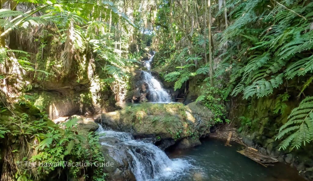 Things to do in Hilo - Onomea falls