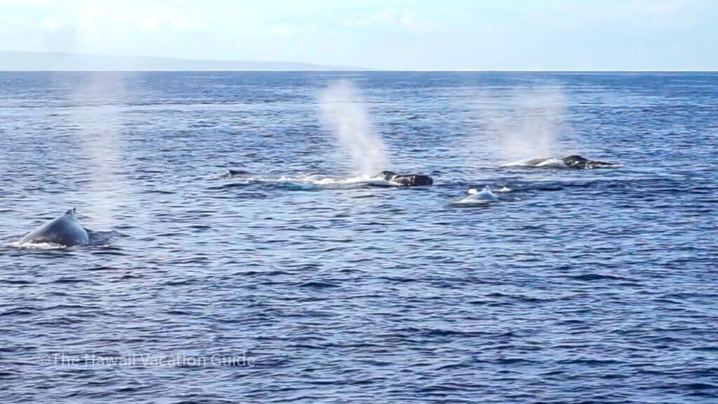 The best time to visit Oahu to see whales