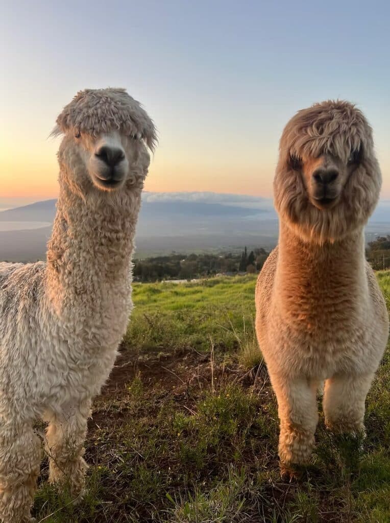 Upcountry Maui Farm Tour alpacas