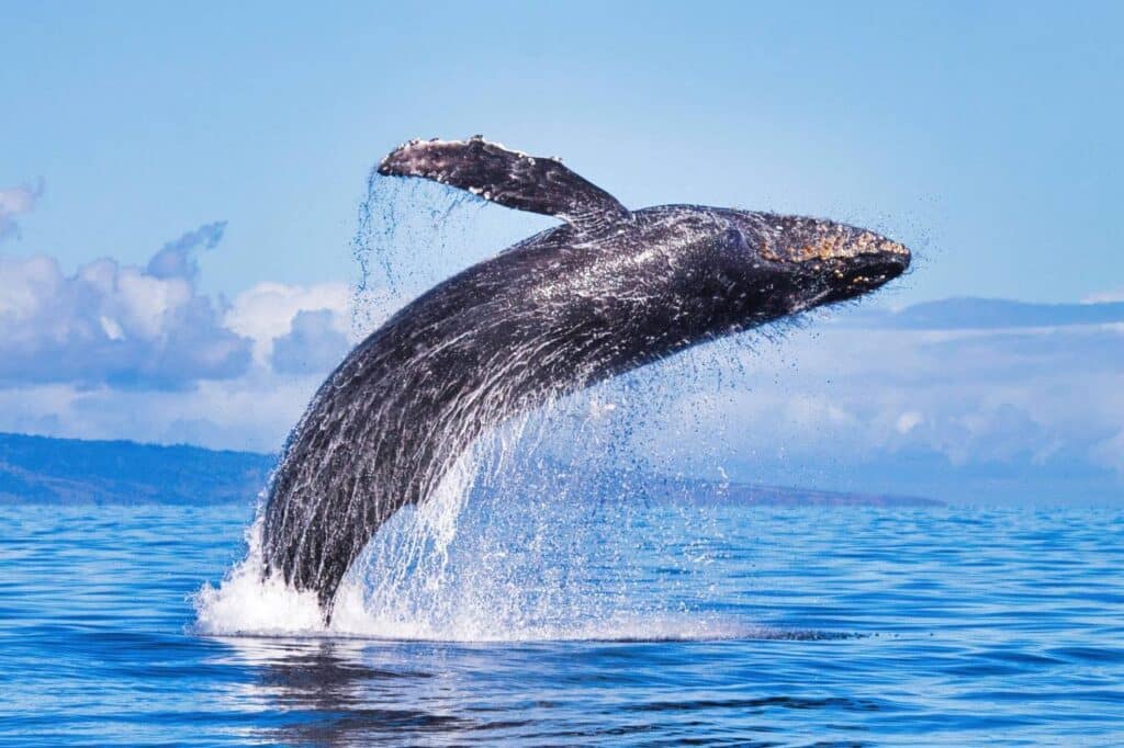 humpback whale breaching during Kona whale watching tour by Body Glove