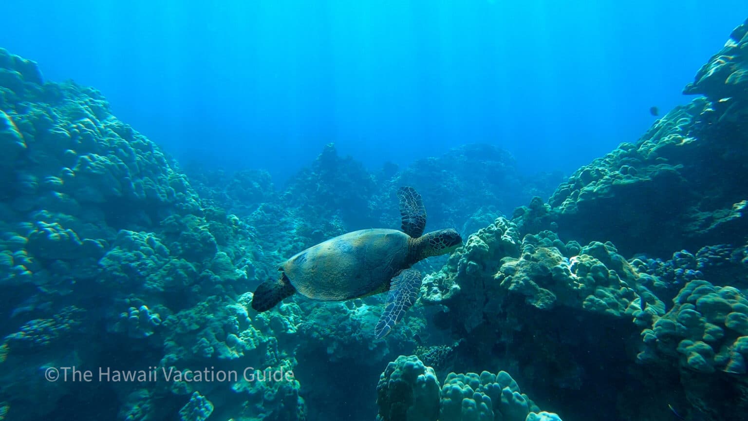 Best Places to Snorkel in Maui Hawaii