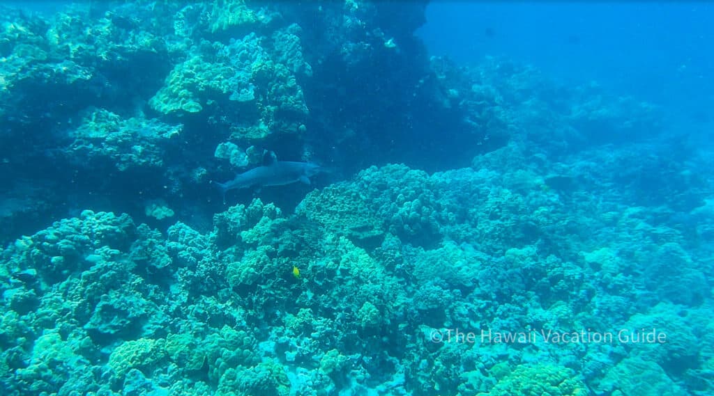 hawaii shark attack big island snorkeling with a shark