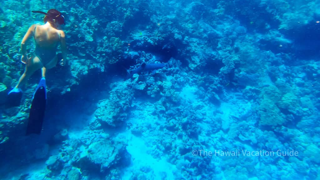 hawaii shark attack black tip reef shark