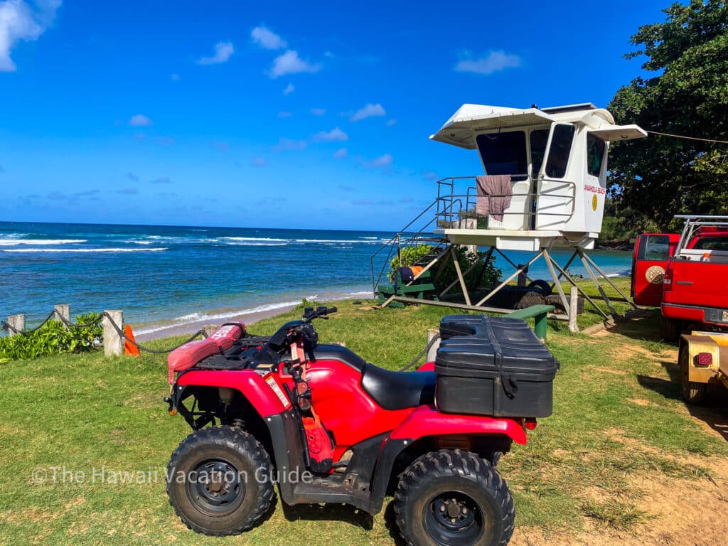 hawaii shark safety lifeguards
