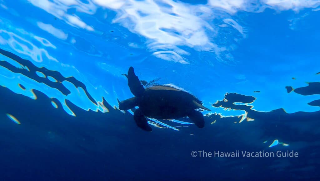Hawaiian Green sea turtles can be prey for sharks