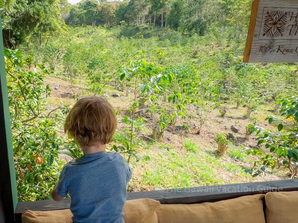 kona coffee farm tours brewing roasting
