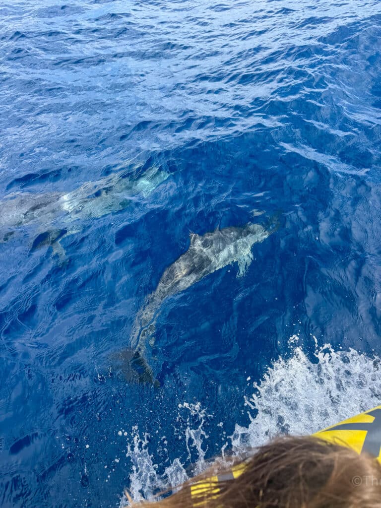 best last minute maui thing to do lanai tour